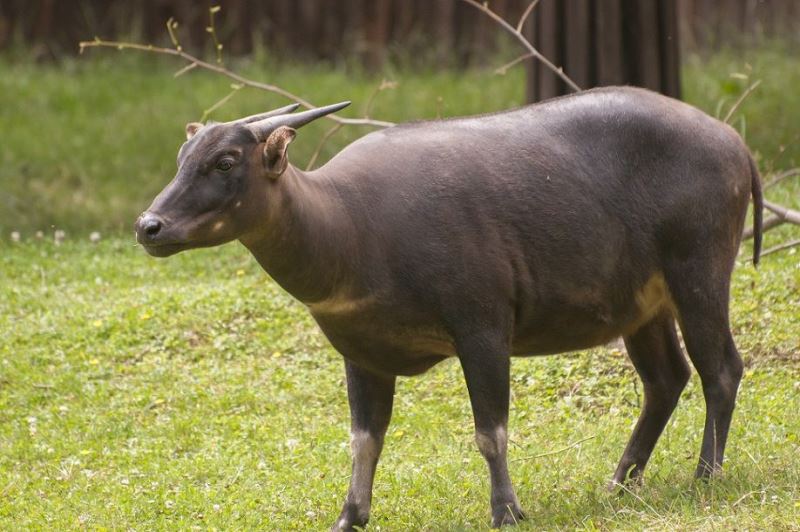Anoa satwa endemik Sulawesi