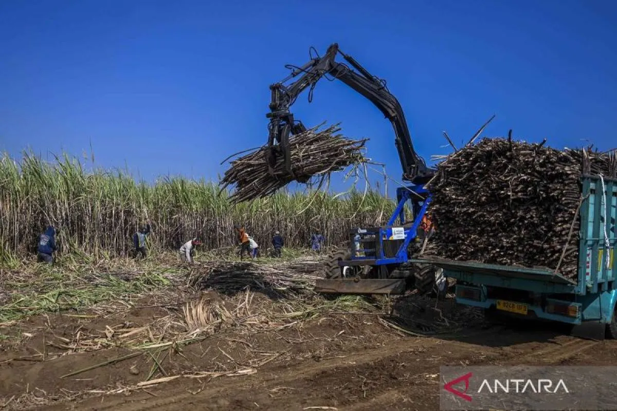 Aktivitas panen tebu di lahan pertanian